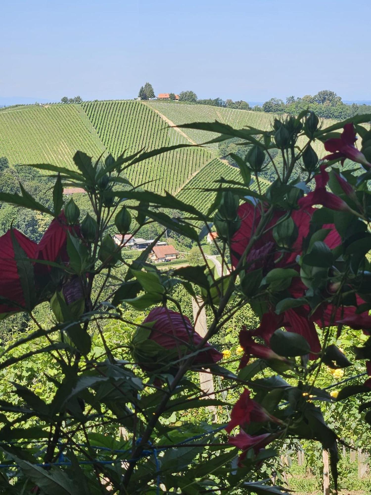 Agroturism Jures Villa Ljutomer Buitenkant foto